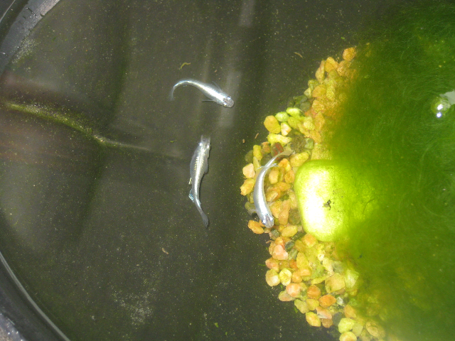 めだか2 めだか2