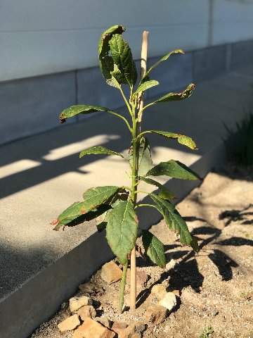 アボカド(B) アボカド(B)