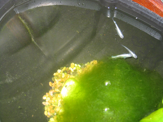 めだか3 めだか3