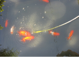 五通さん② 五通さん②