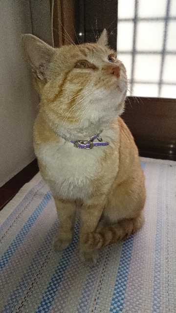 愛猫タマ2 愛猫タマ2