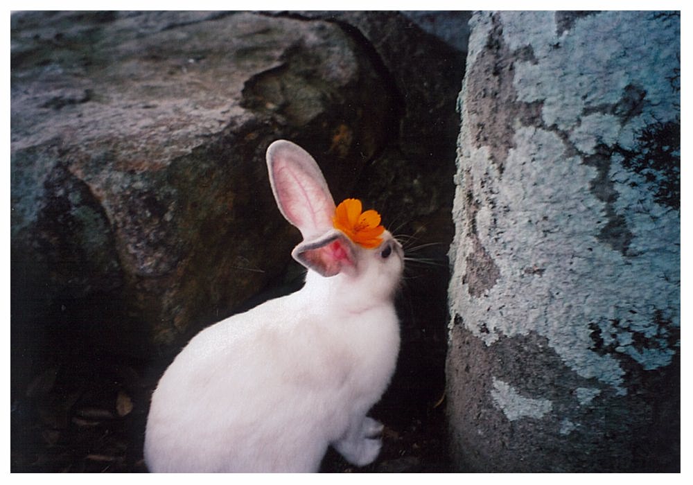 わたしの「いやし」