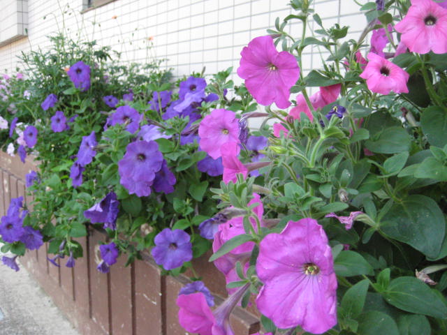 ペチュニア満開です。