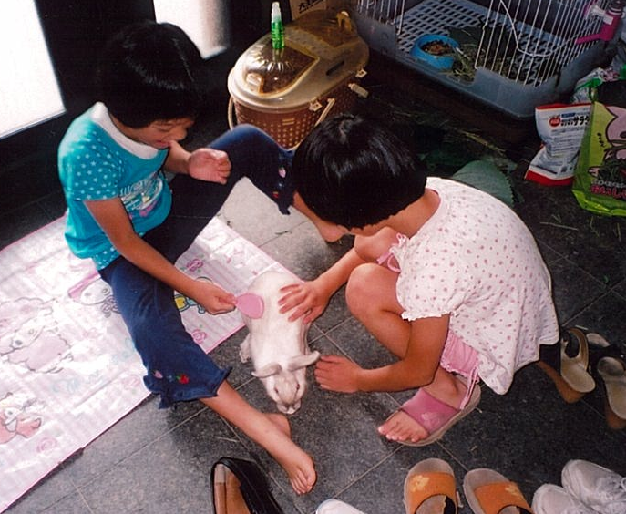 わが家の家族とうさぎのポピー