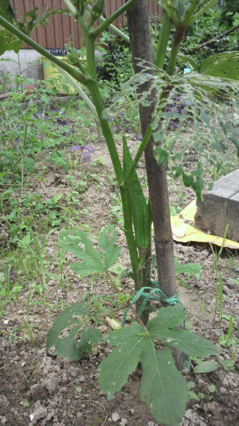 初めての家庭菜園