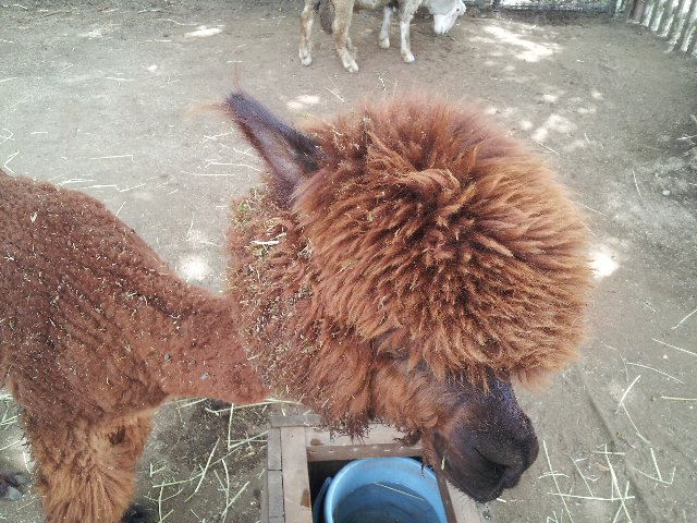 ナツノオモイデ