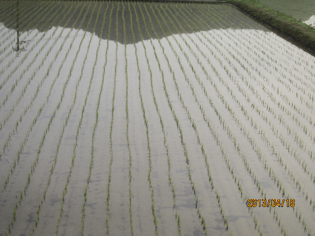 今年も稲穂が出そろいました
