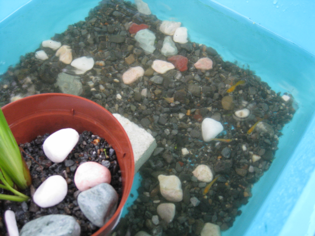 新たに趣味始めました