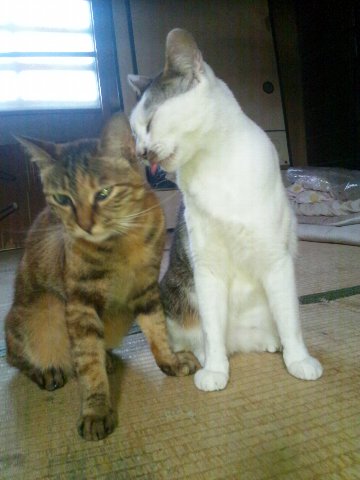 ただ今、２匹の親子の猫がいます。
