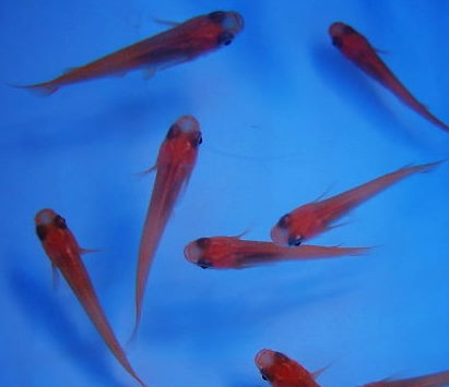 増えてしまいました