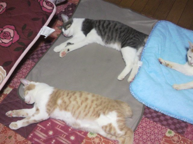 心癒される猫がいます。