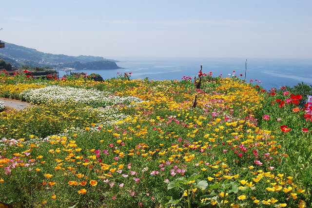 長島花フェスタ