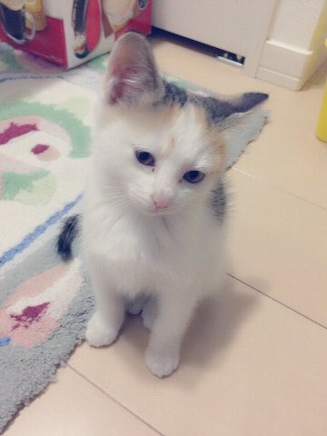 ２月２２日は何の日か知っていますか？