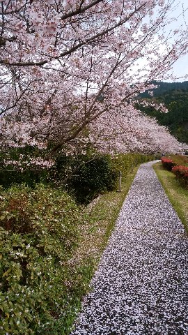 桜の散歩道