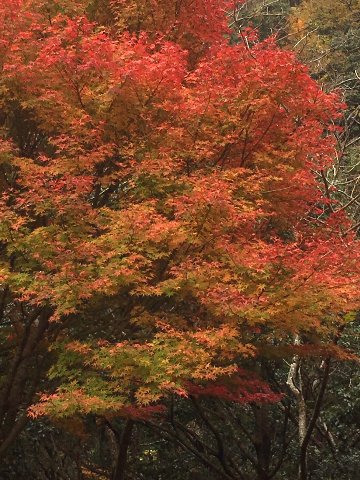 母の誕生日（五家荘）
