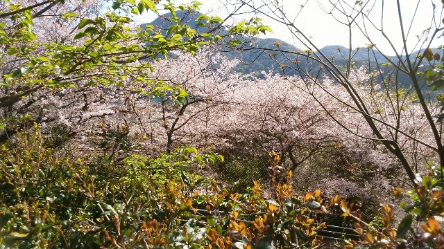 近所の桜です。