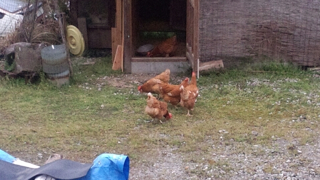 「自宅のにわとり」