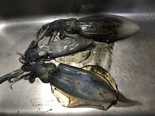 「イカ釣り始めました」