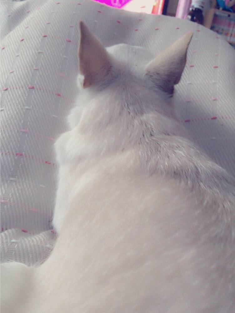 （おめでた？）