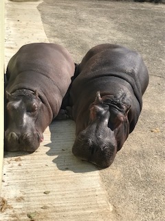 熊本市動植物園