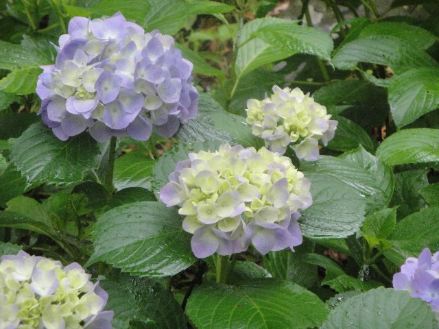 ６月の雨にはあじさいの花がよく似合います