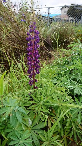ルピナスの花が咲きました