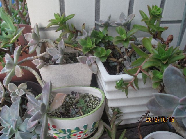 私を癒してくれるもの