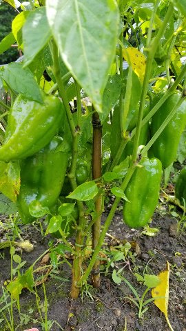 野菜作り初心者