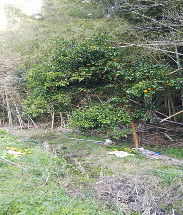 甘夏の収穫（２月９日）