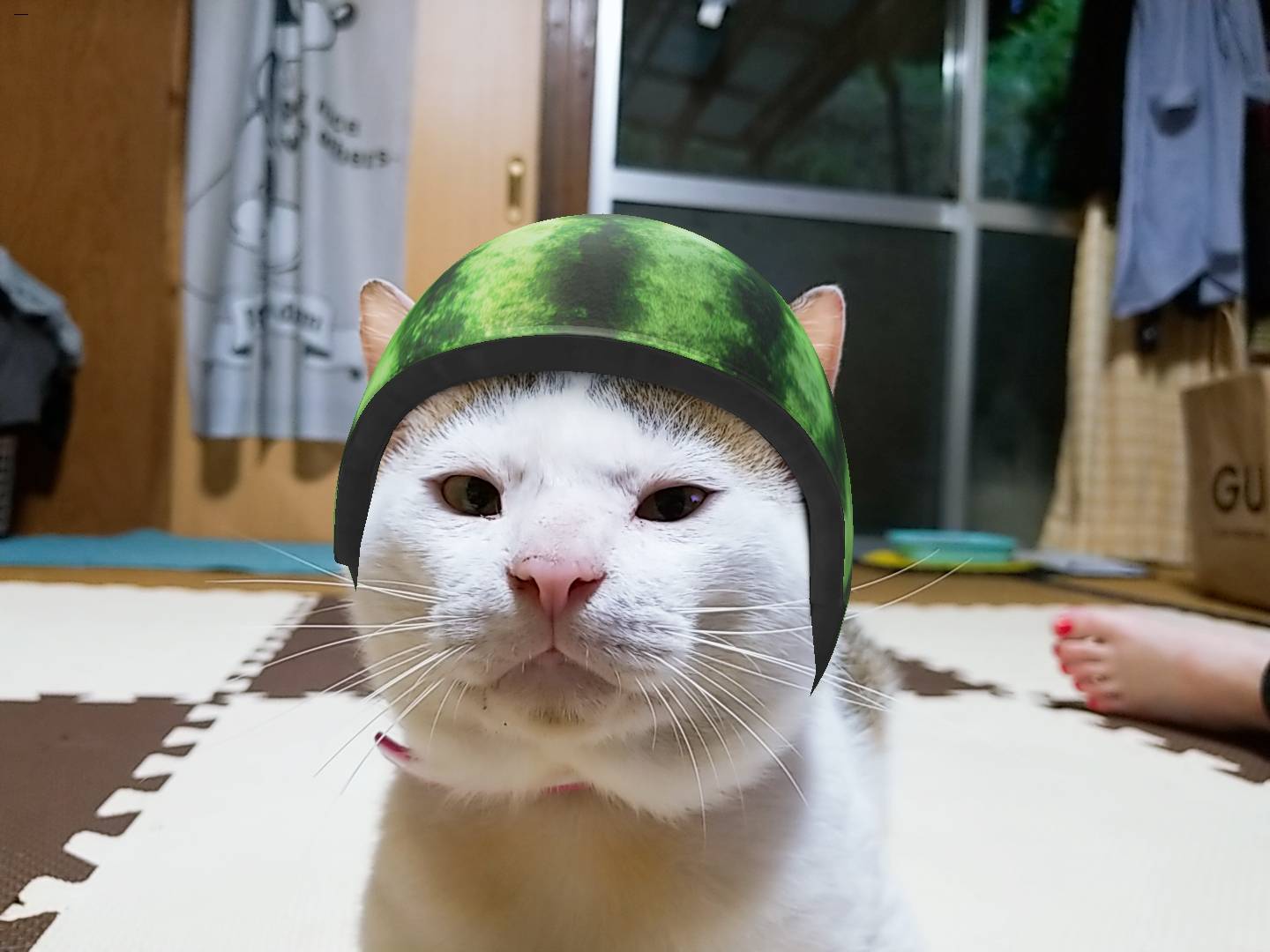 我が家の猫について紹介します。