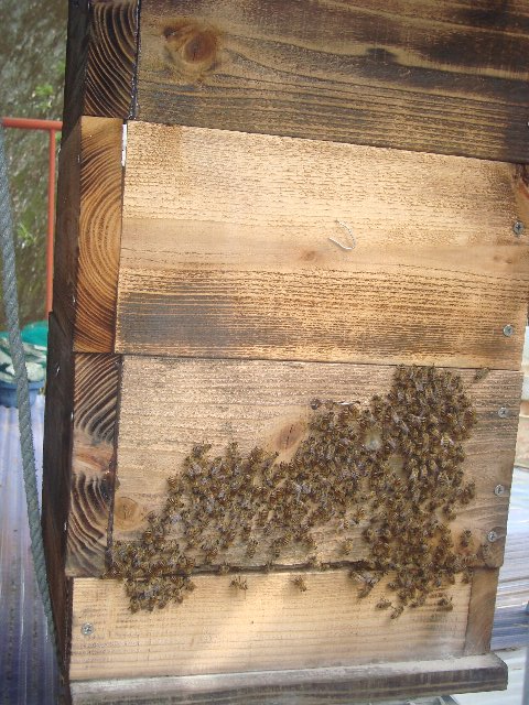 蜜蜂の巣箱