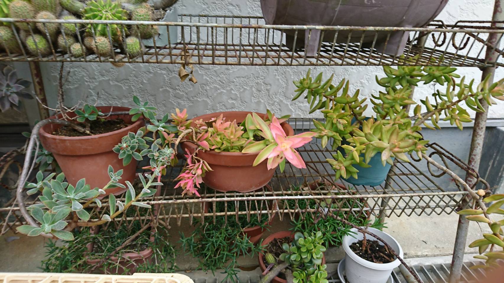 ブーゲンビリア