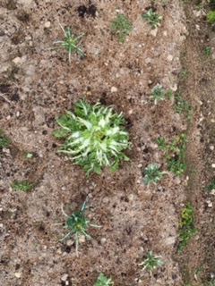 コンパニオンプランツ