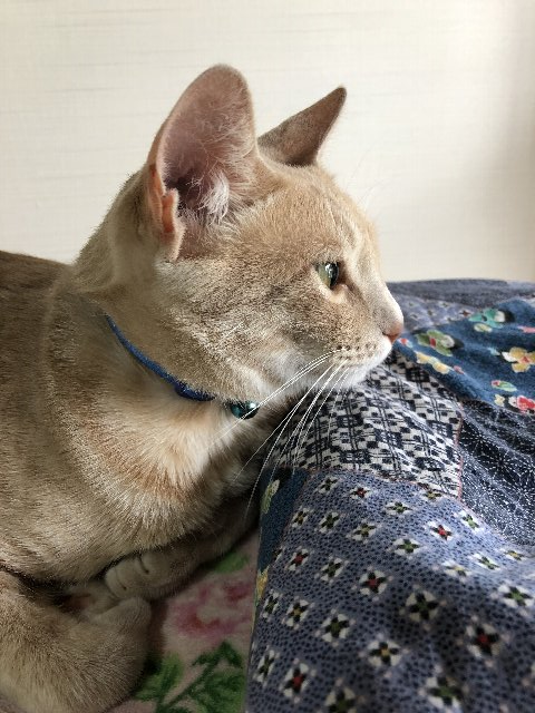 わが家のアイドル