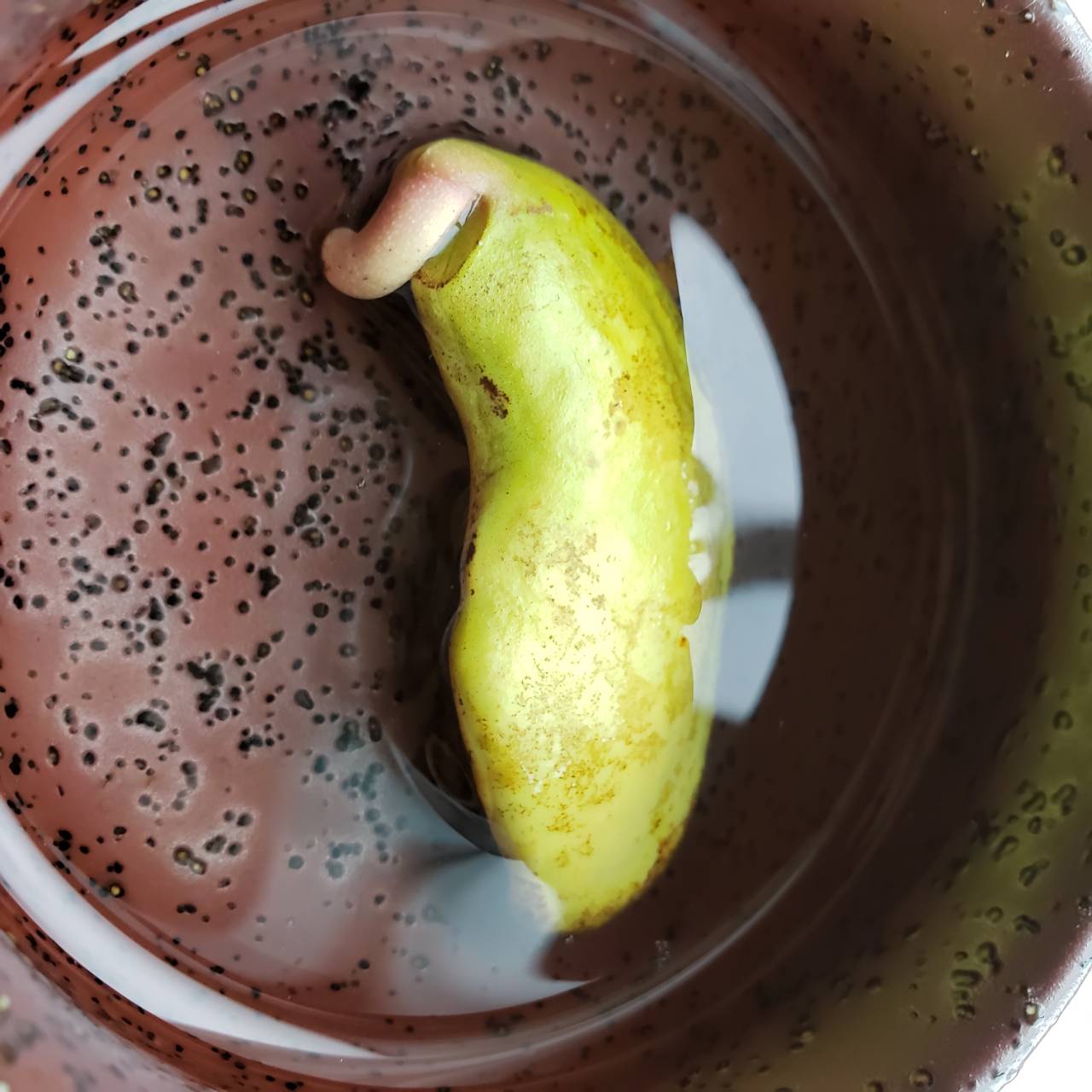 無事に育ちますように！