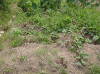 “自給自足へのスキルUP”