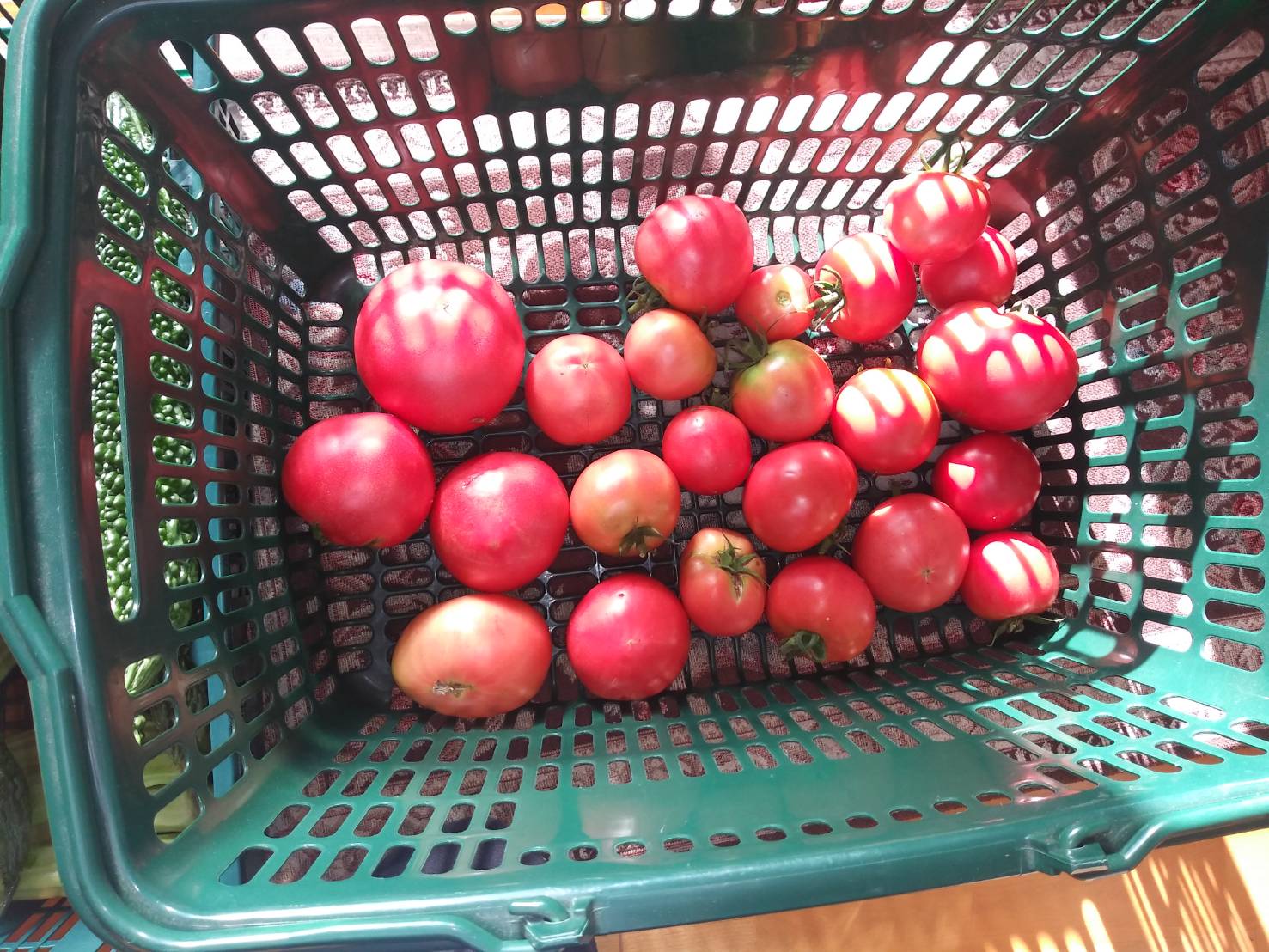 今年の夏の収穫