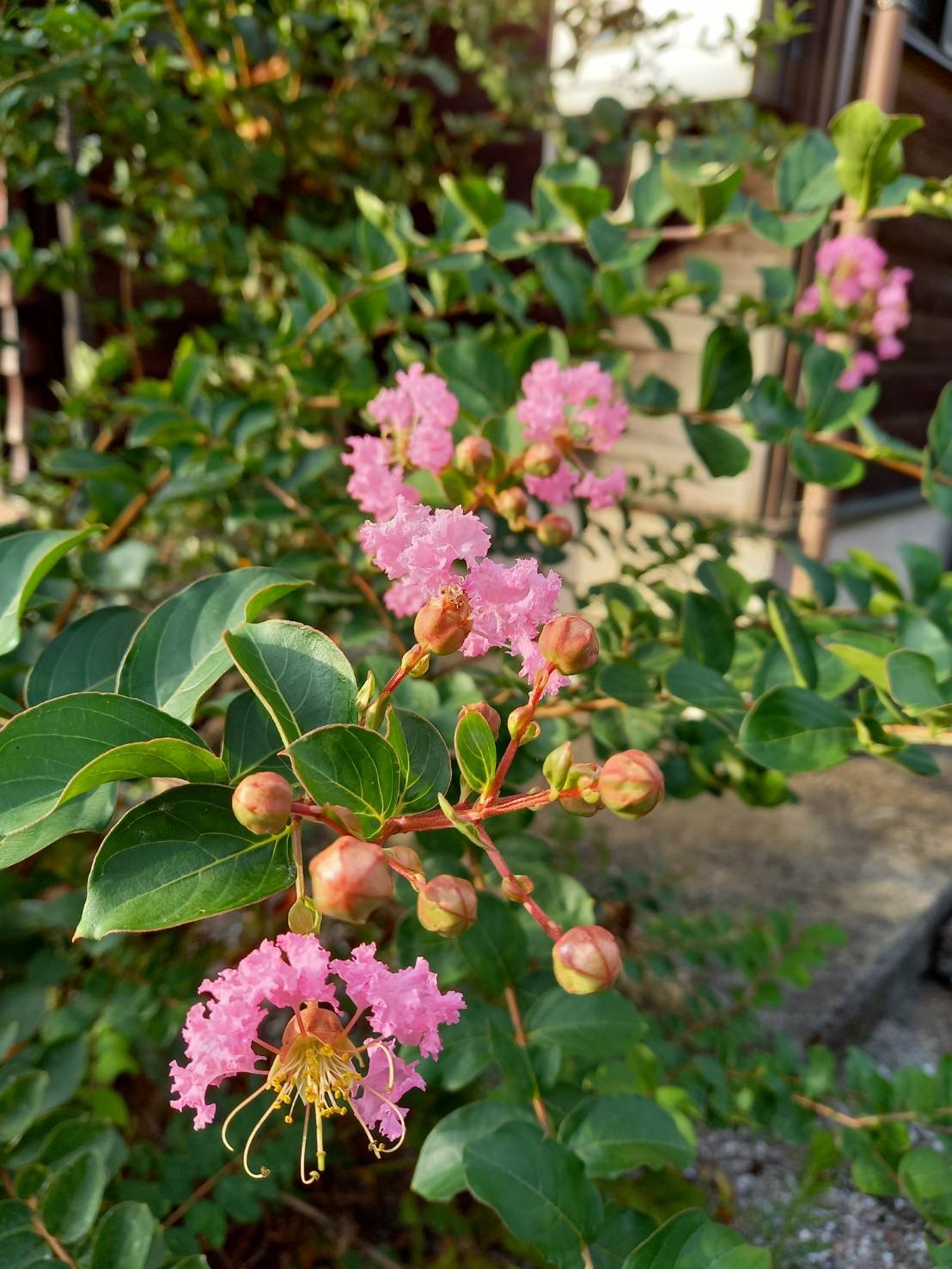 実家の庭にサルスベリの花がきれいに咲いています。