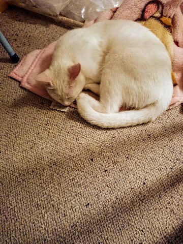 我が家の 猫も 満一歳に、なりました