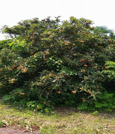 遅くなったブログ更新