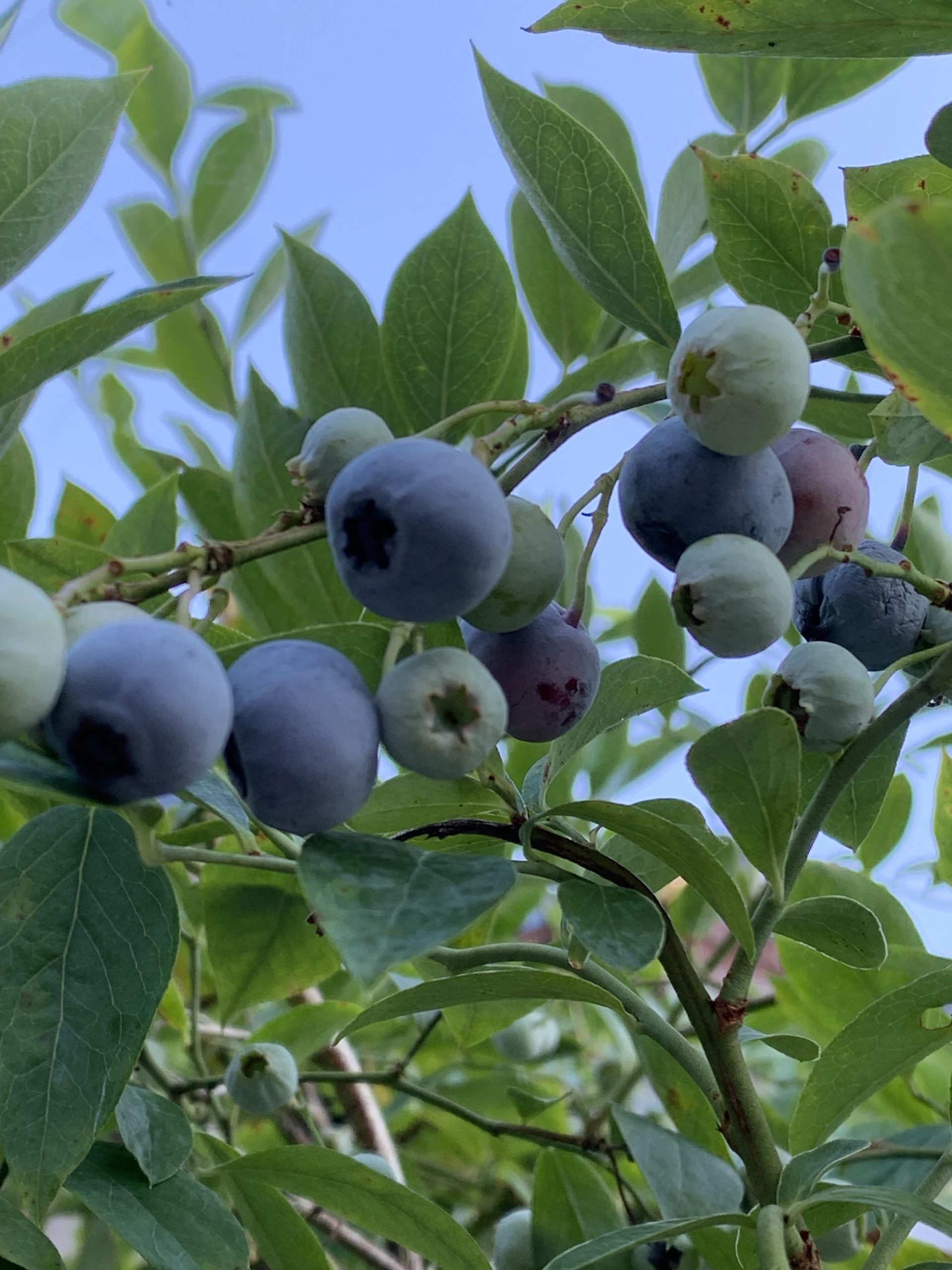 私の夏の楽しみ