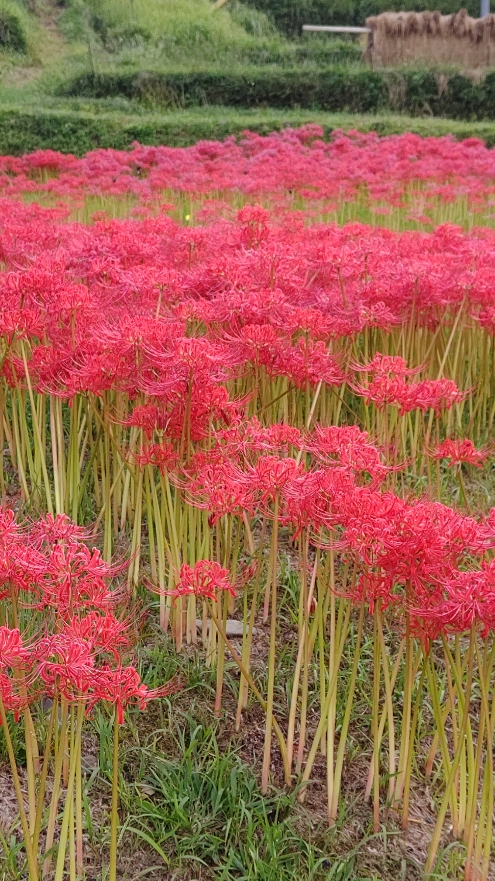 小さい秋見つけた