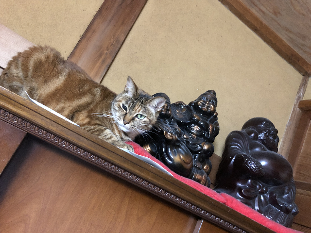 数年前お伝えしたペットの猫の続編です。