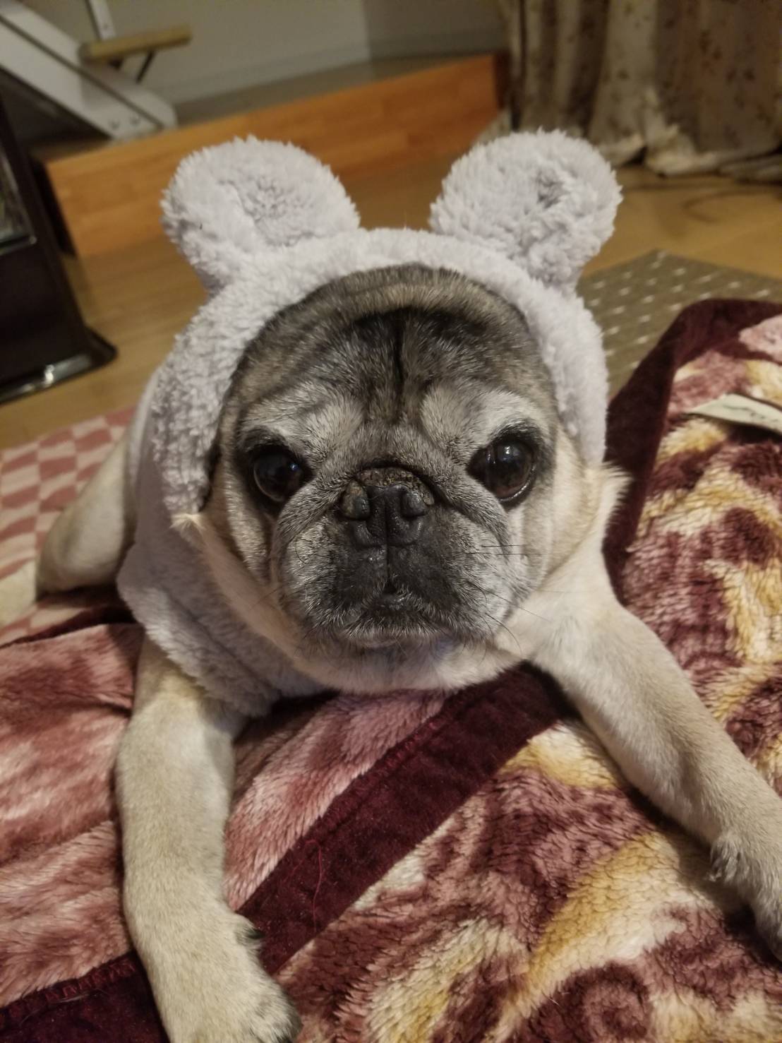 愛犬（ししまる）