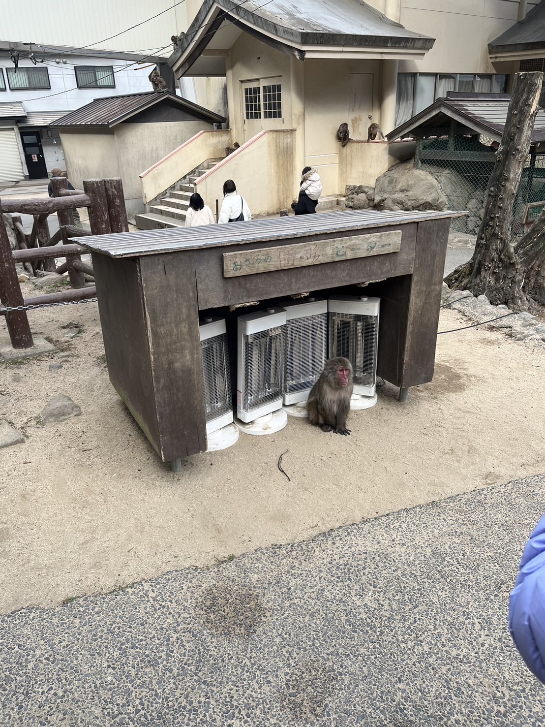 高崎山自然動物園に行きました！