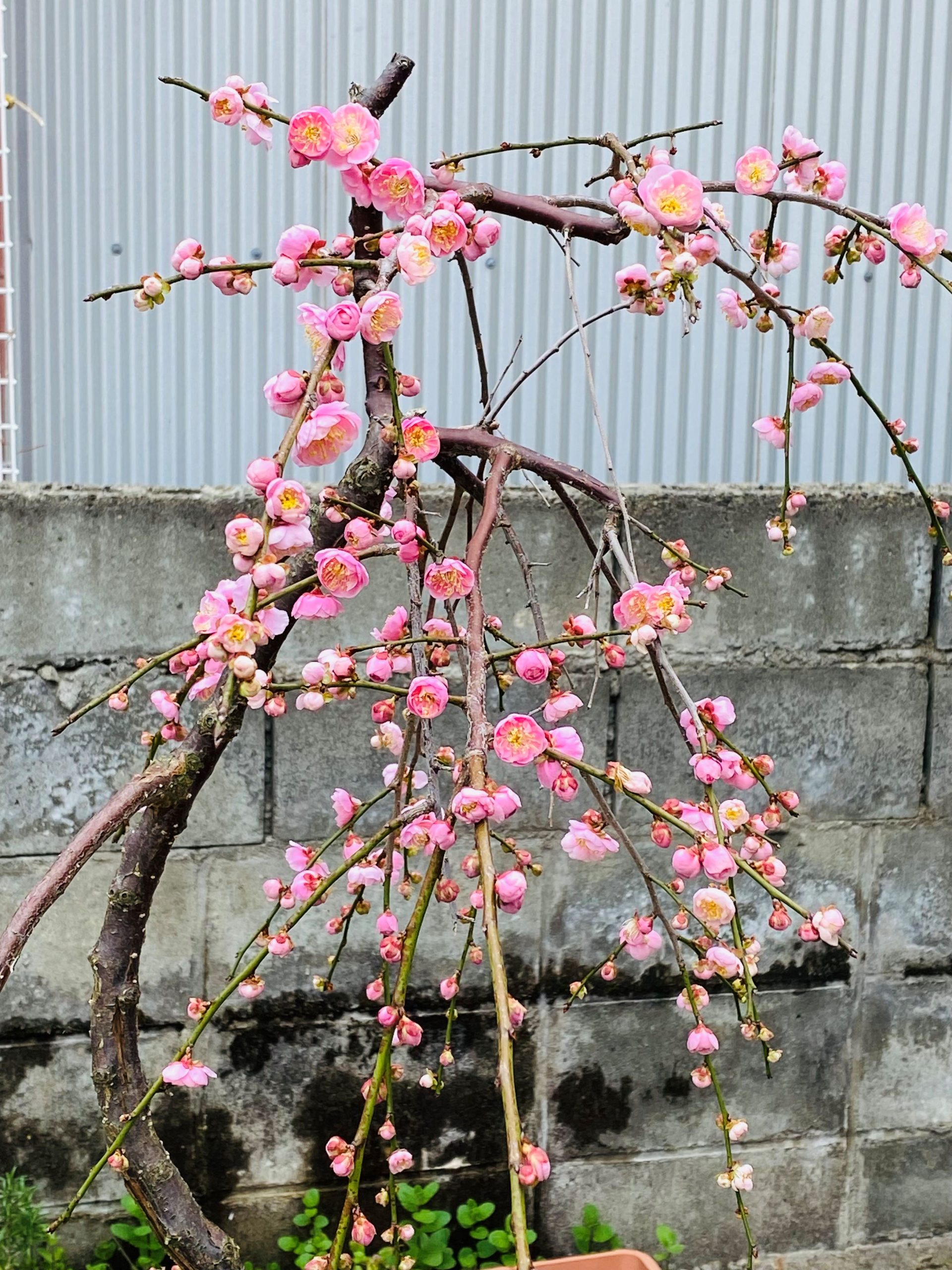 我が家のしだれ梅