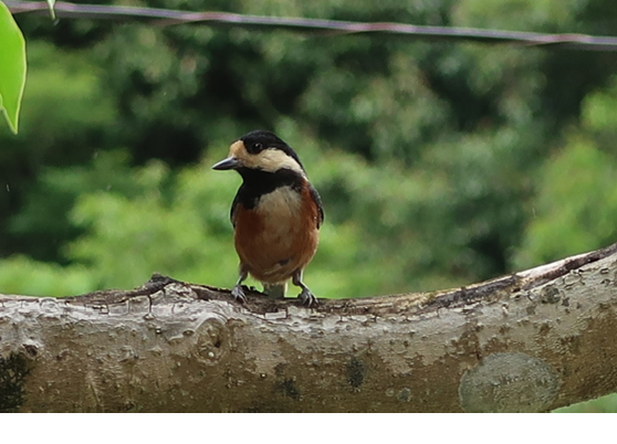 残念！８年連続とはならなかった