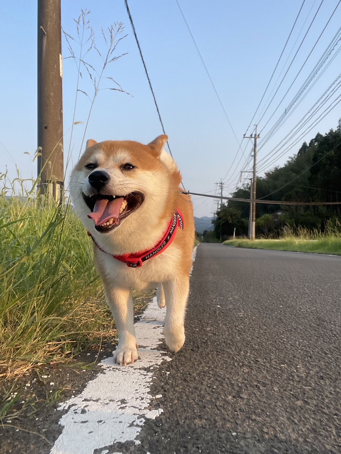 虎太郎との日常