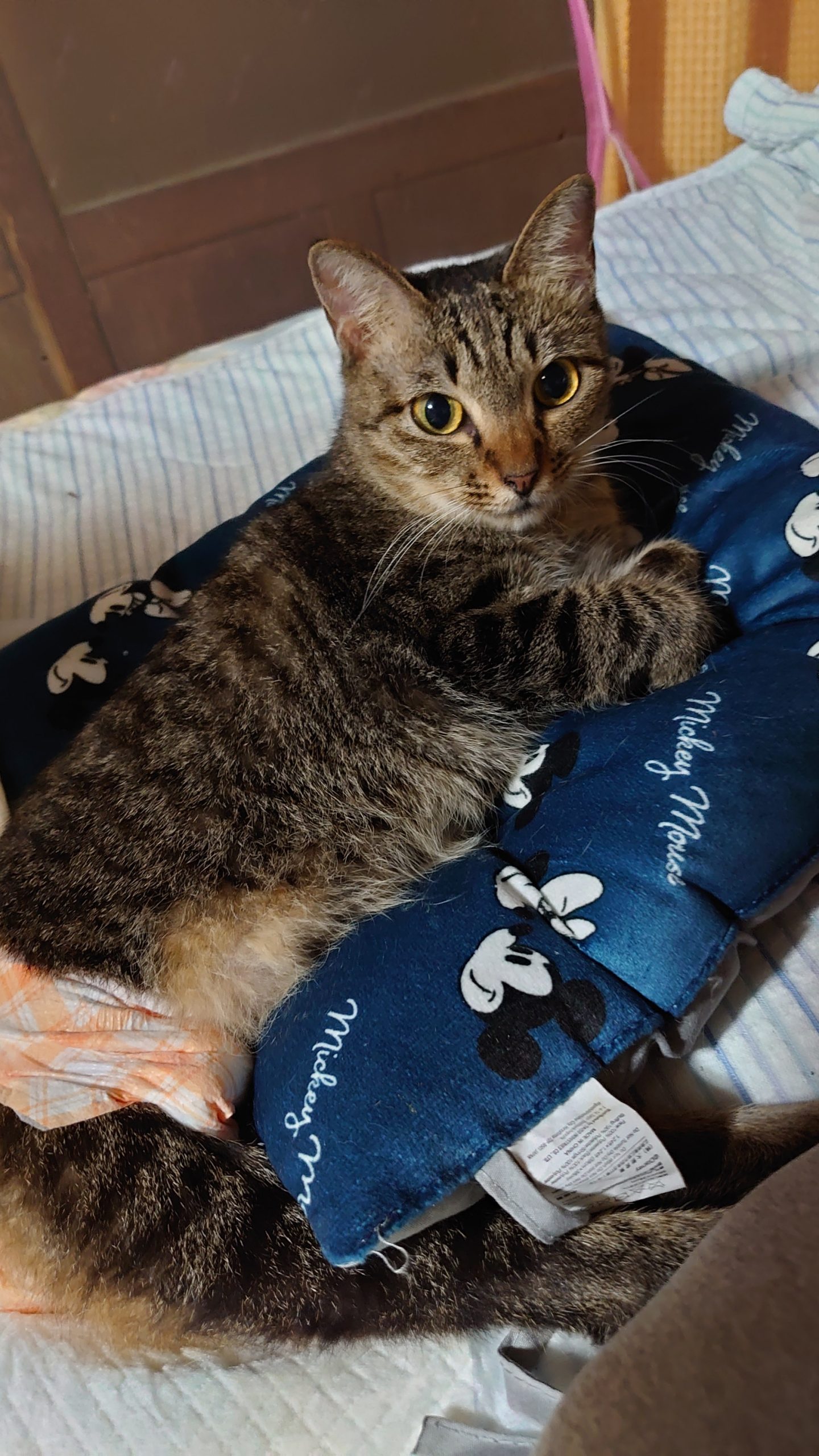 我が家のペット